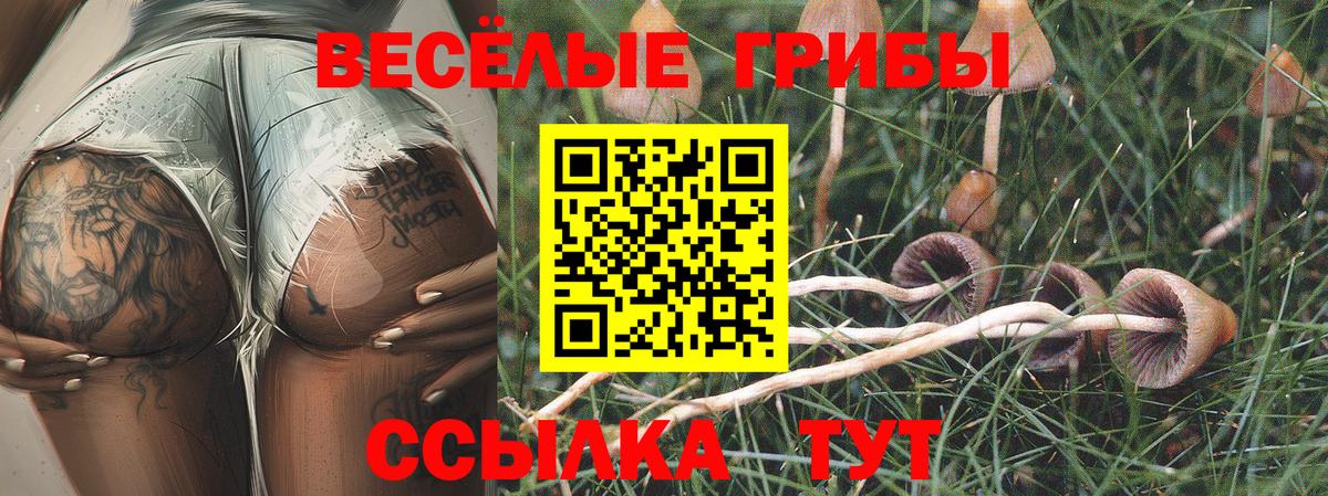 купить наркотики цена  Вход с VPN  Альметьевск  Псилоцибиновые грибы Psilocybe 